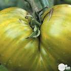 Plant de tomate 'Evergreen' : pot de 0,5 litre