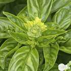 Plant de basilic grand vert : pot de 0,5 litre