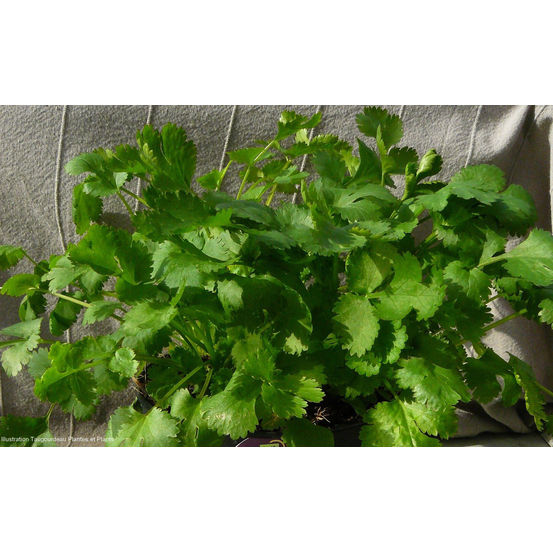 Coriandre : pot 1L
