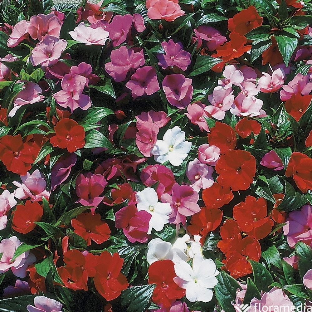 Impatiens Nouvelle Guinée, coloris variables : barquette de 4 plants