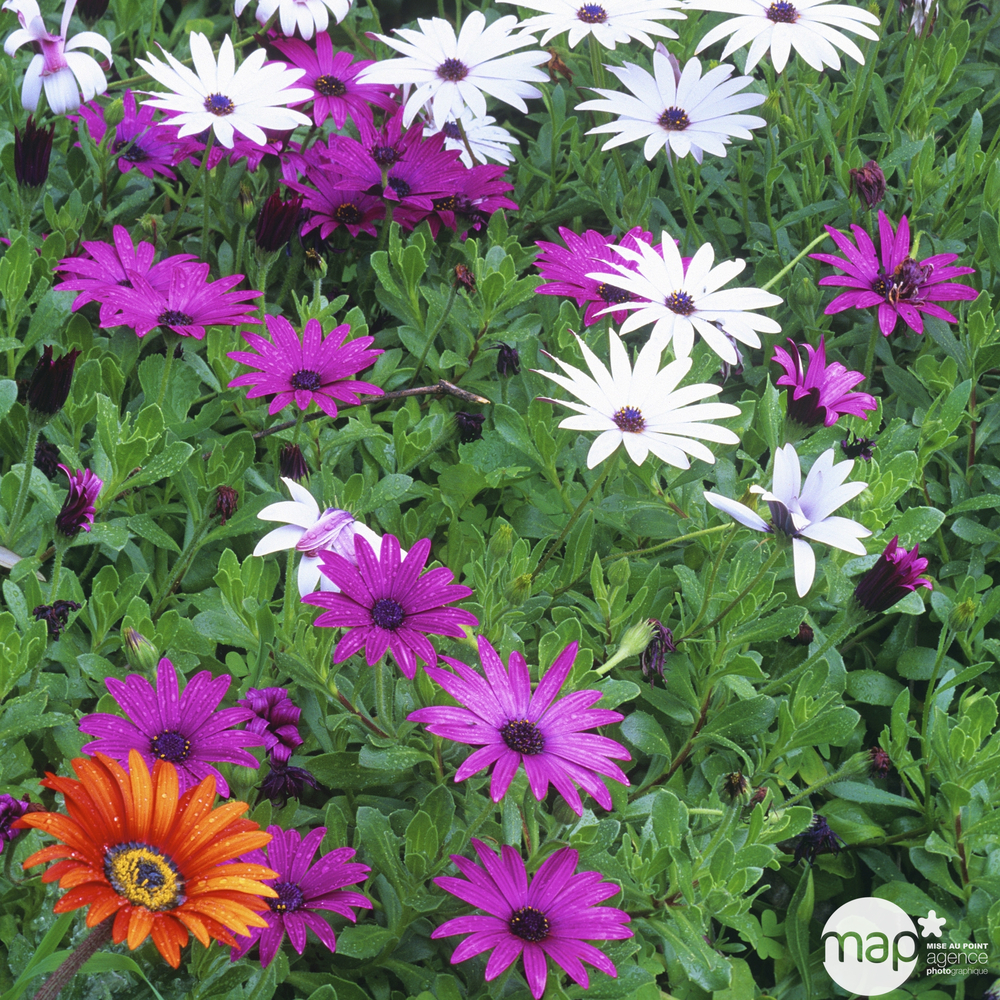 Osteospermum, barquette de 4 plants : godet 9cm