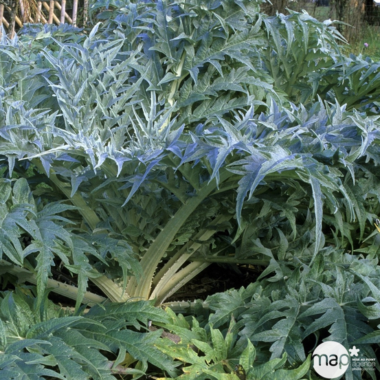 Plant de cardon Blanc : pot de 0,5 litre