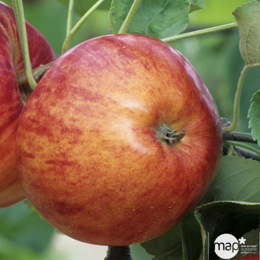 Pommier Reine des Reinettes : demi tige près à planter