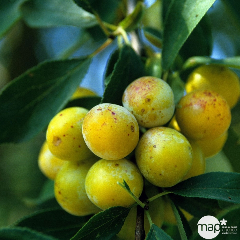Prunier mirabelle de Nancy : demi tige cm prêt à planter