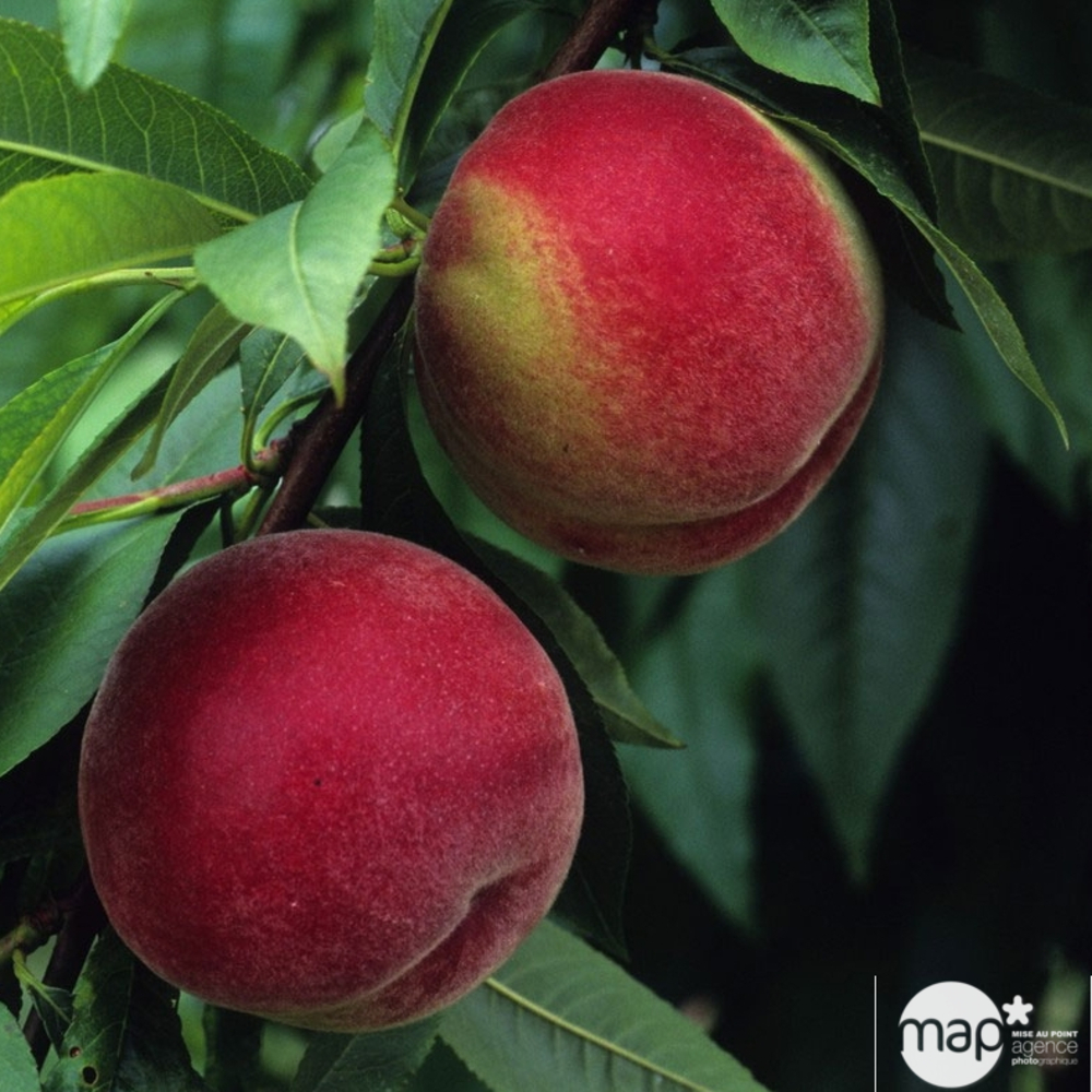 Pêcher à chair blanche Amsden : demi tige prêt à planter
