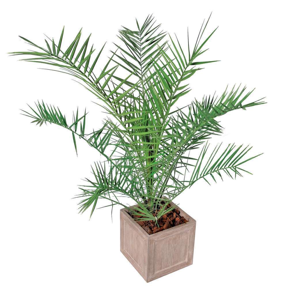 Phoenix canariensis H60/80cm : pot 3L