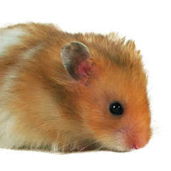 Hamster : Angora