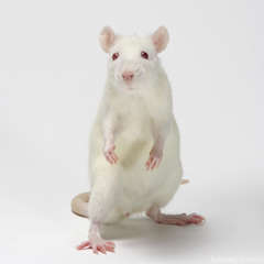 Rat : blanc
