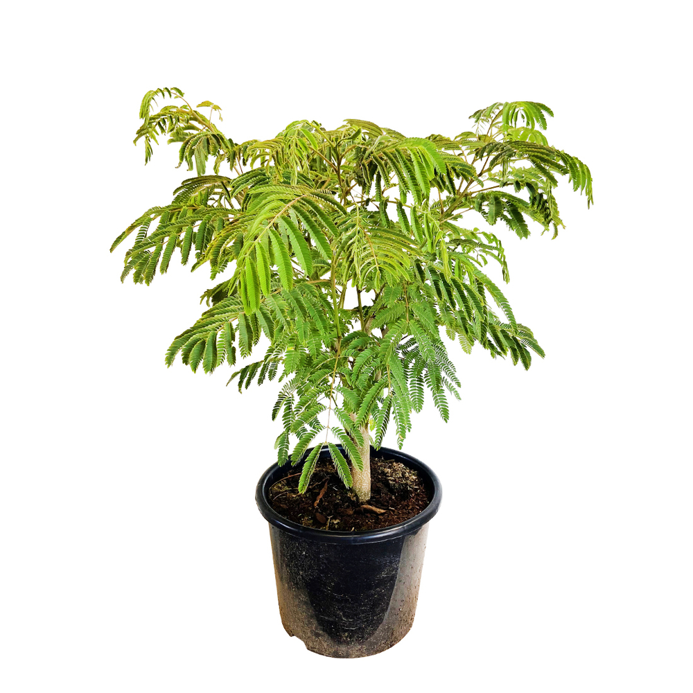 Albizia Touffe pot 5L