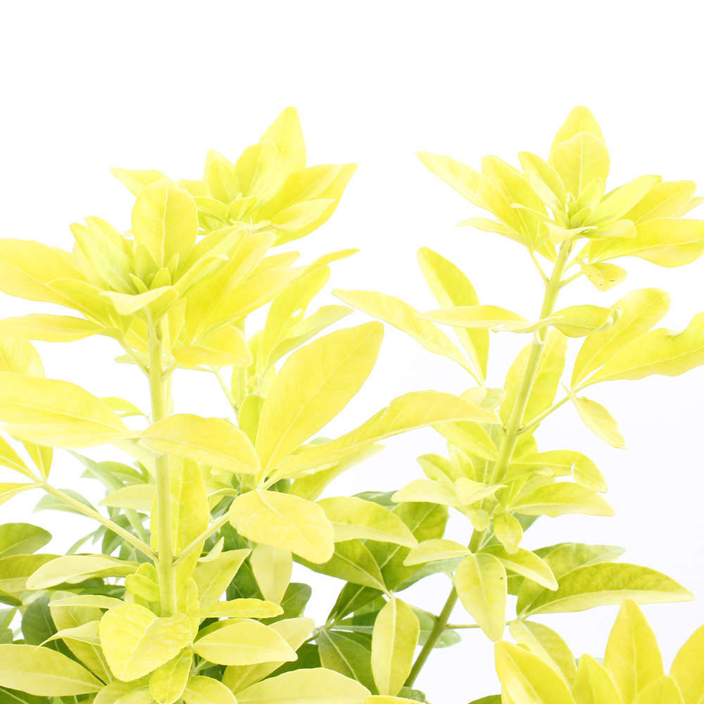 Choisya Ternata sundance : H40/60cm Pot 4/5L