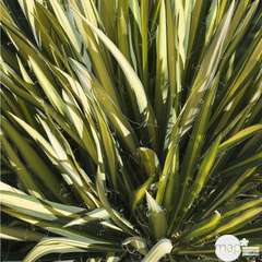 Yucca Filamentosa : ctr 4 litres