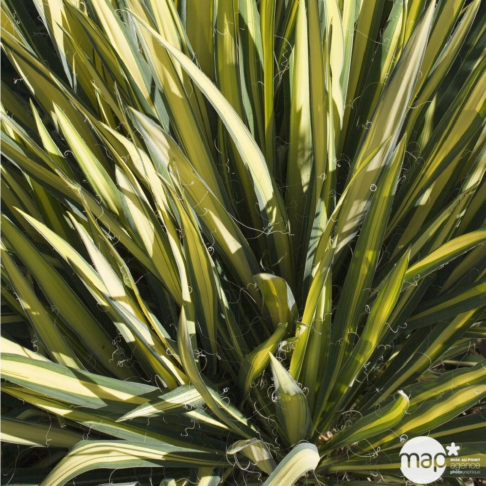 Yucca filamentosa : pot 4L