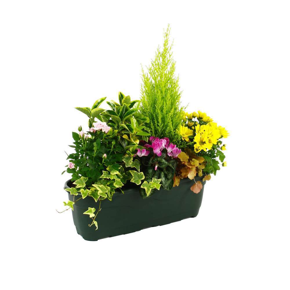 Composition de plantes d'automne : jardinière L50cm