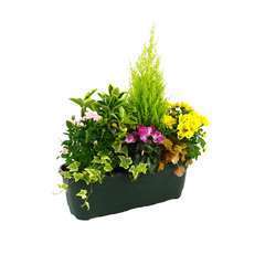 Composition de plantes d'automne jardinière L50cm Truffaut