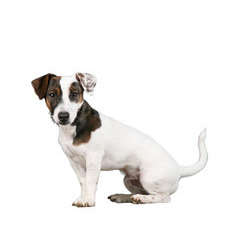 Jack Russel : d'apparence