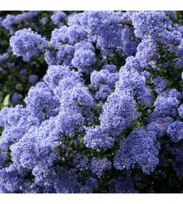 Ceanothus persistant : C3L h.30/40 - Coloris variables