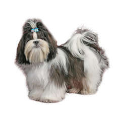Lhassa apso : d'apparence
