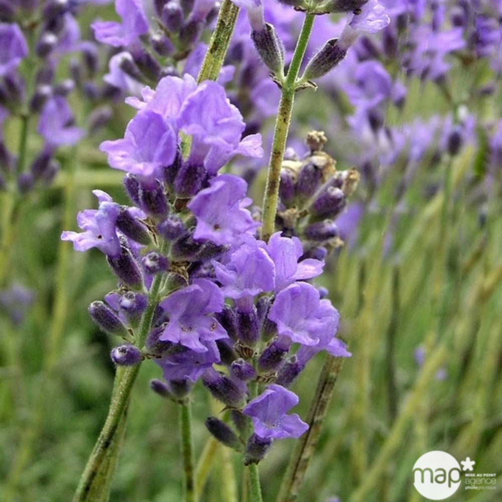 Lavandula angustifolia : ctr 5 litres