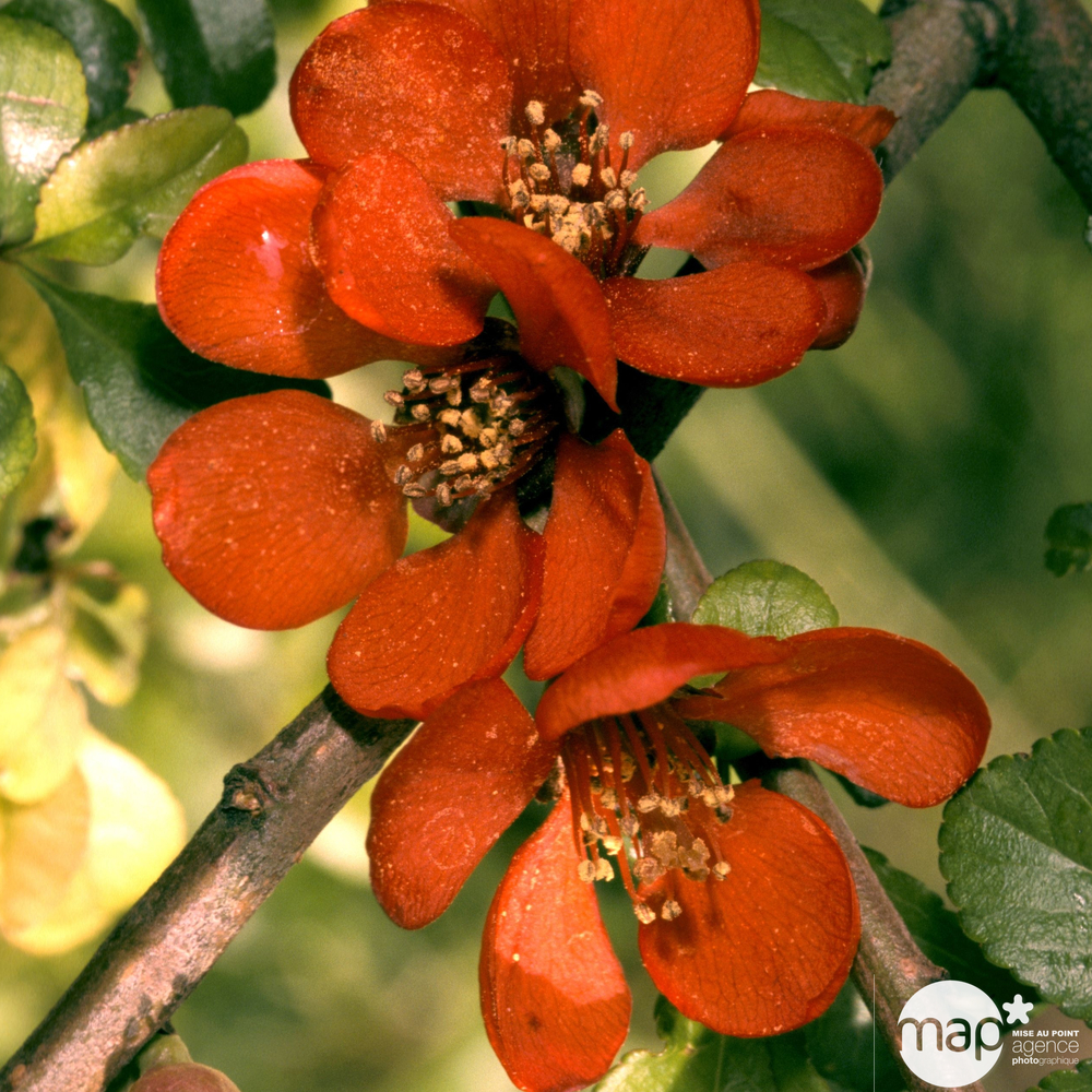 Chaenomeles japonica : H.100/125cm : c10 litres - Coloris variables