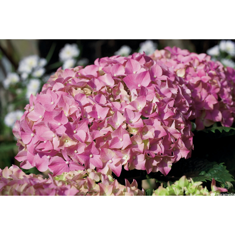 Hortensia : 7/9 têtes - Coloris variables