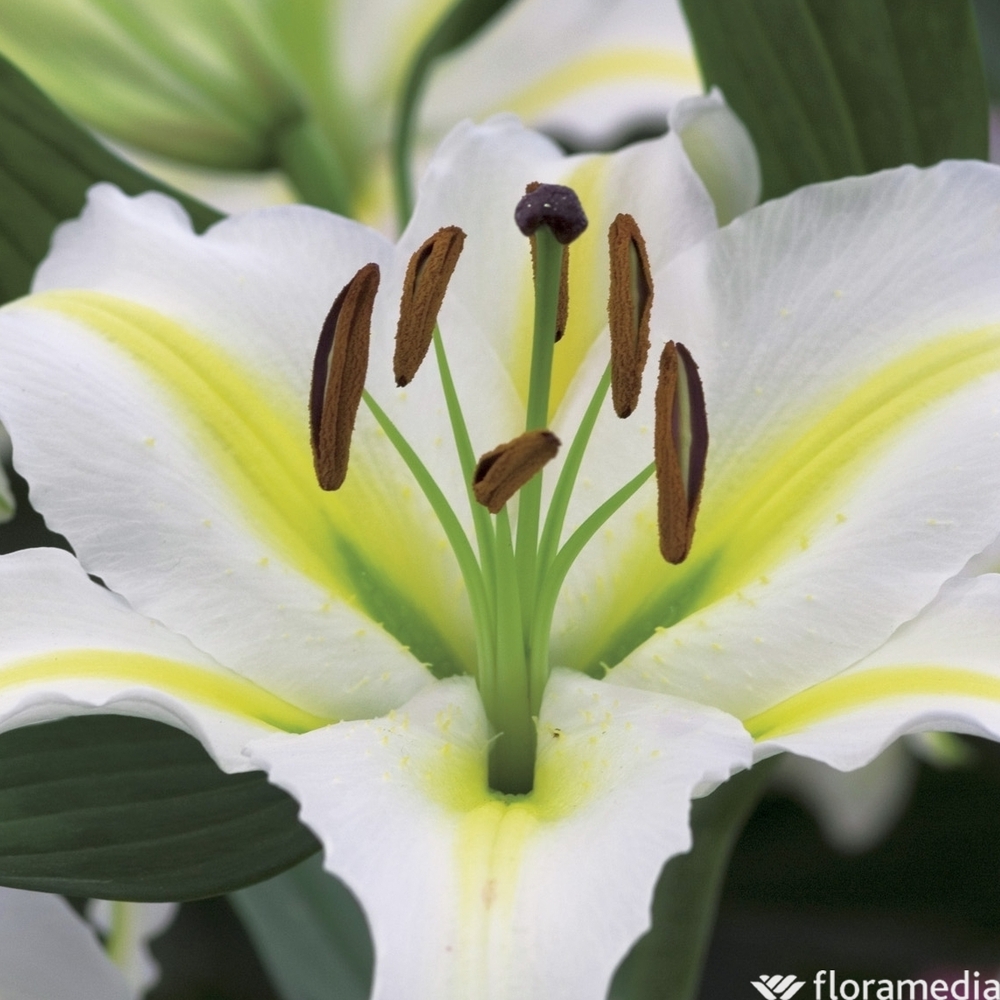 Lis : 3 tiges grand modèle pot