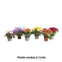Plantes fleuries : pot d.6cm - Coloris et variétés variables