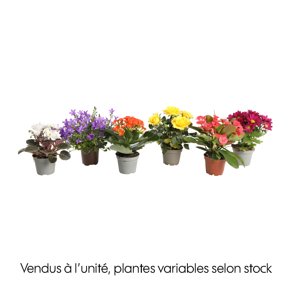 Plantes fleuries : pot d.6cm