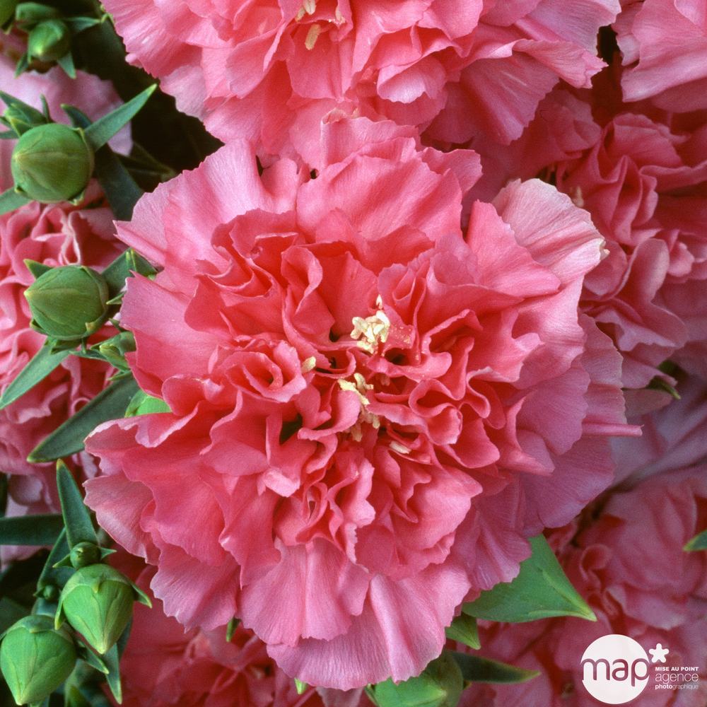 Dianthus Lillipot : pot Ø 10,5 cm