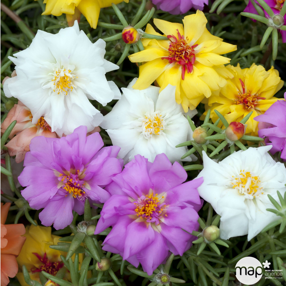 Portulaca grandiflora : pot Ø 10,5 cm