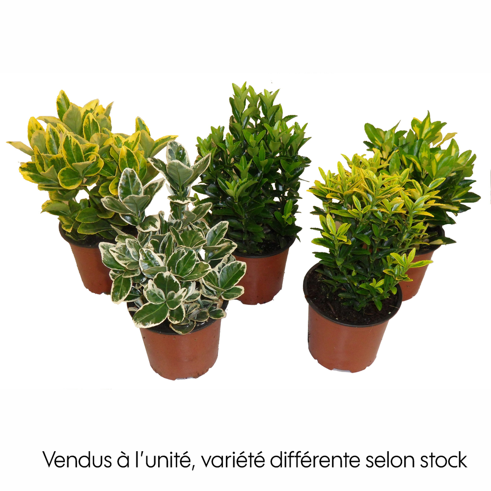 Euonymus varié : pot D.12cm