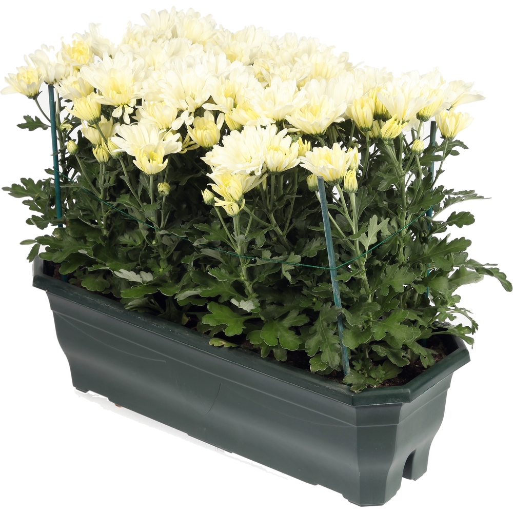 Chrysanthème multifleur: jardinière 50 cm
