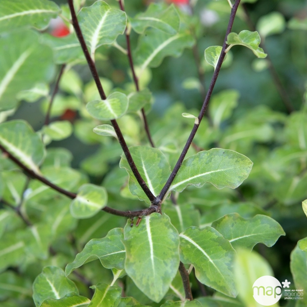 Pittosporum Tenuifolium : ctr 3 litres