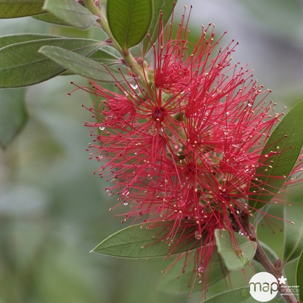 Callistemon Laevis : H 80/100 cm ctr 10 Litres