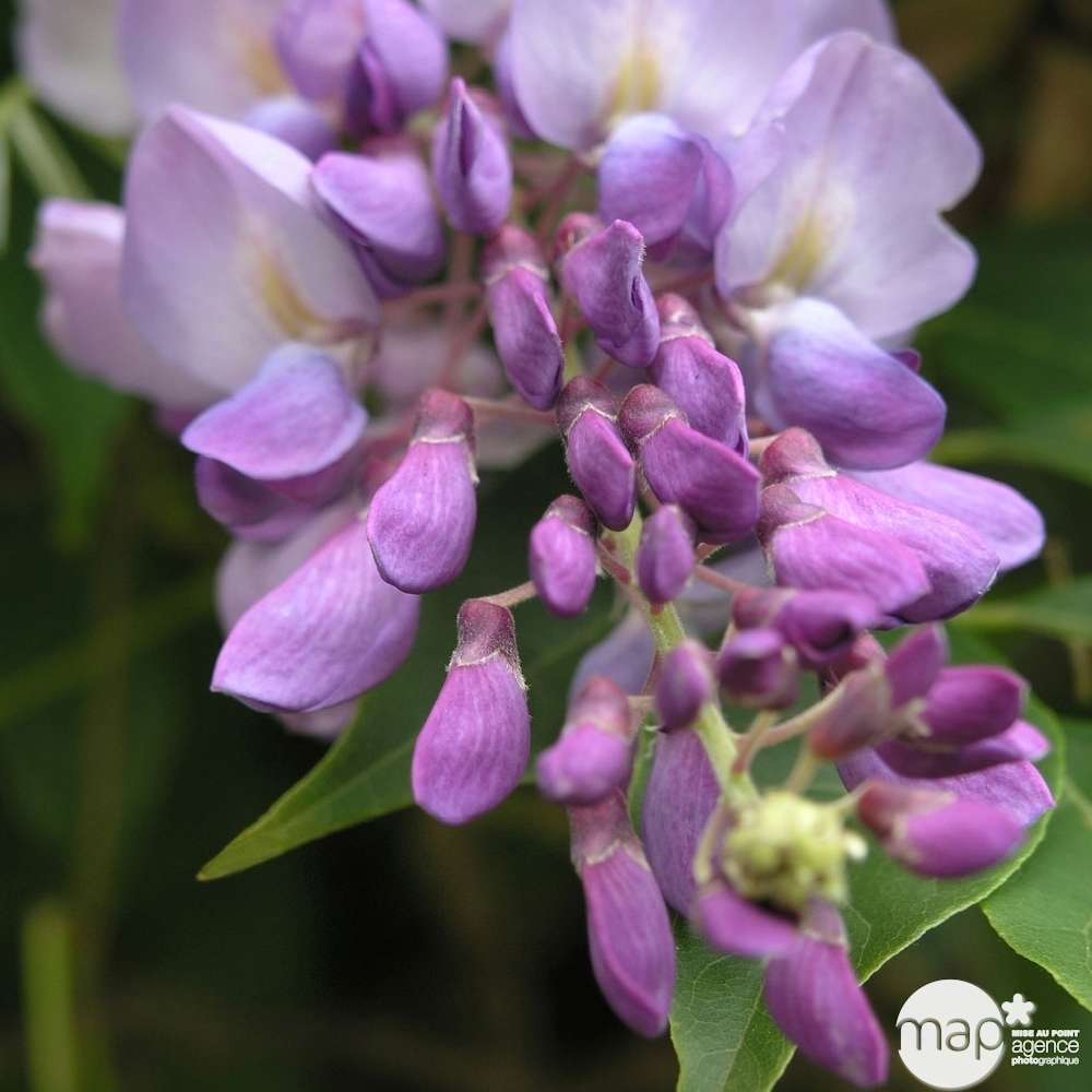 Wisteria sinensis, H 175/200 cm, ctr de 3 Litres