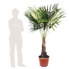 Palmier de Chine - Trachycarpus fortunei : H150/180cm, D40cm
