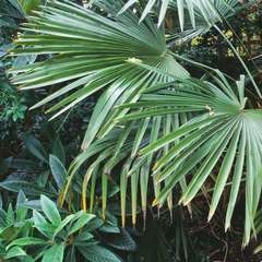 Trachycarpus Fortuneii : H 175/200 cm ctr