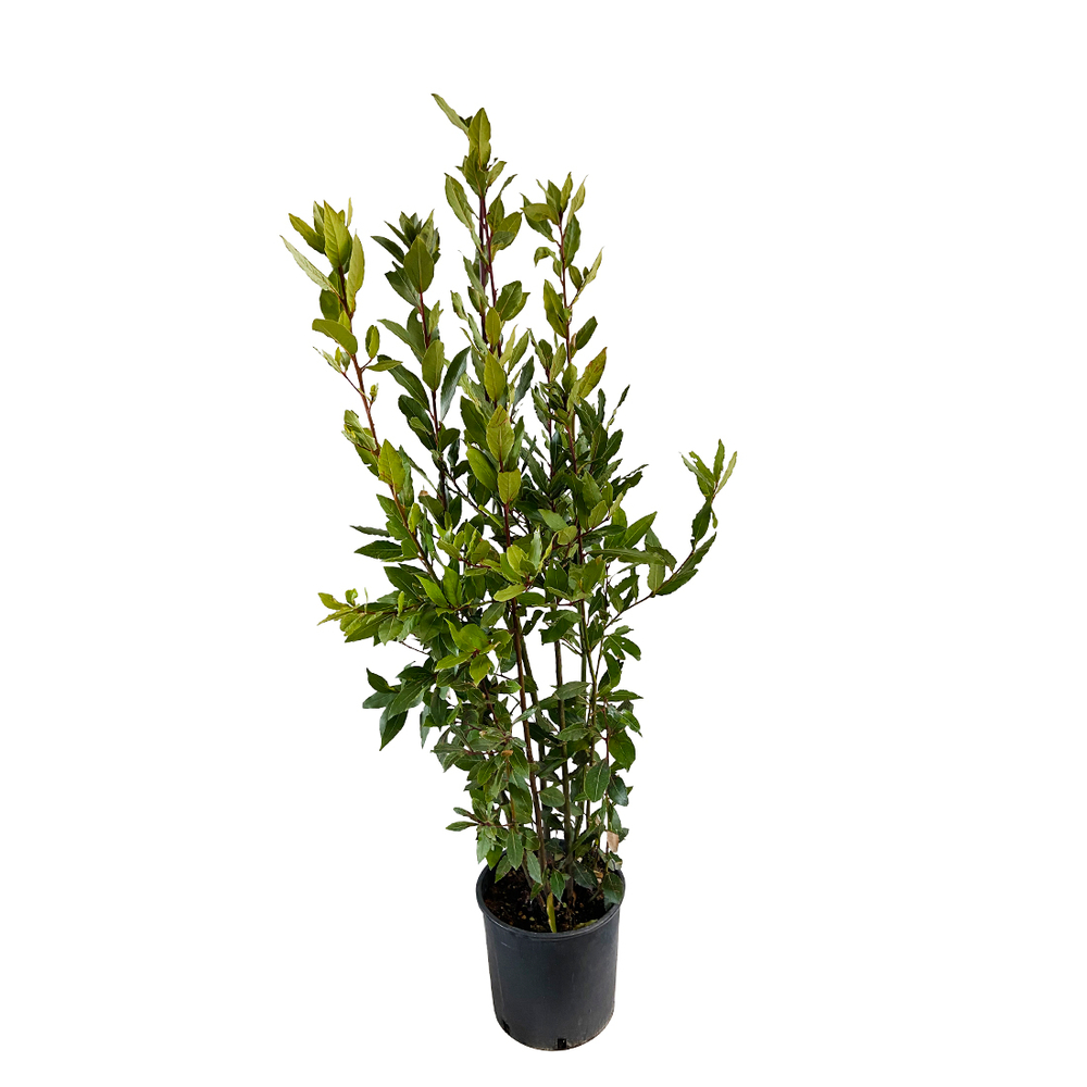 Laurus nobilis: h.100/125cm pot 10L