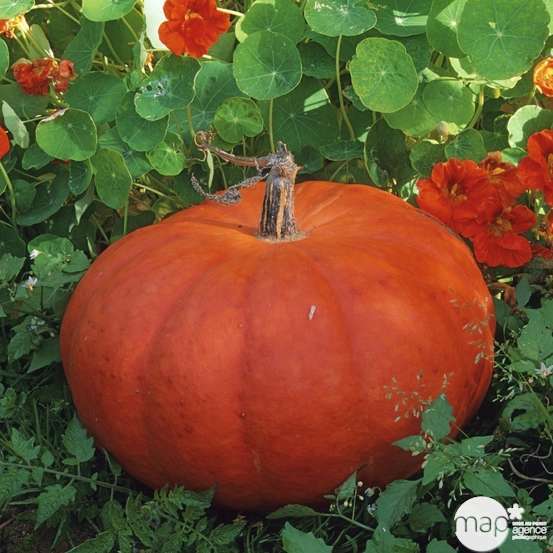 Plant de potiron rouge 'Hâtif d'Etampes' : pot de 0,5 litre