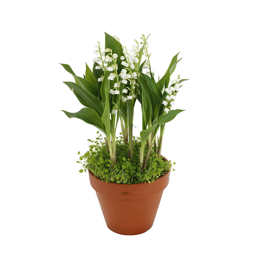 Muguet qualité extra : pot de 7 brins