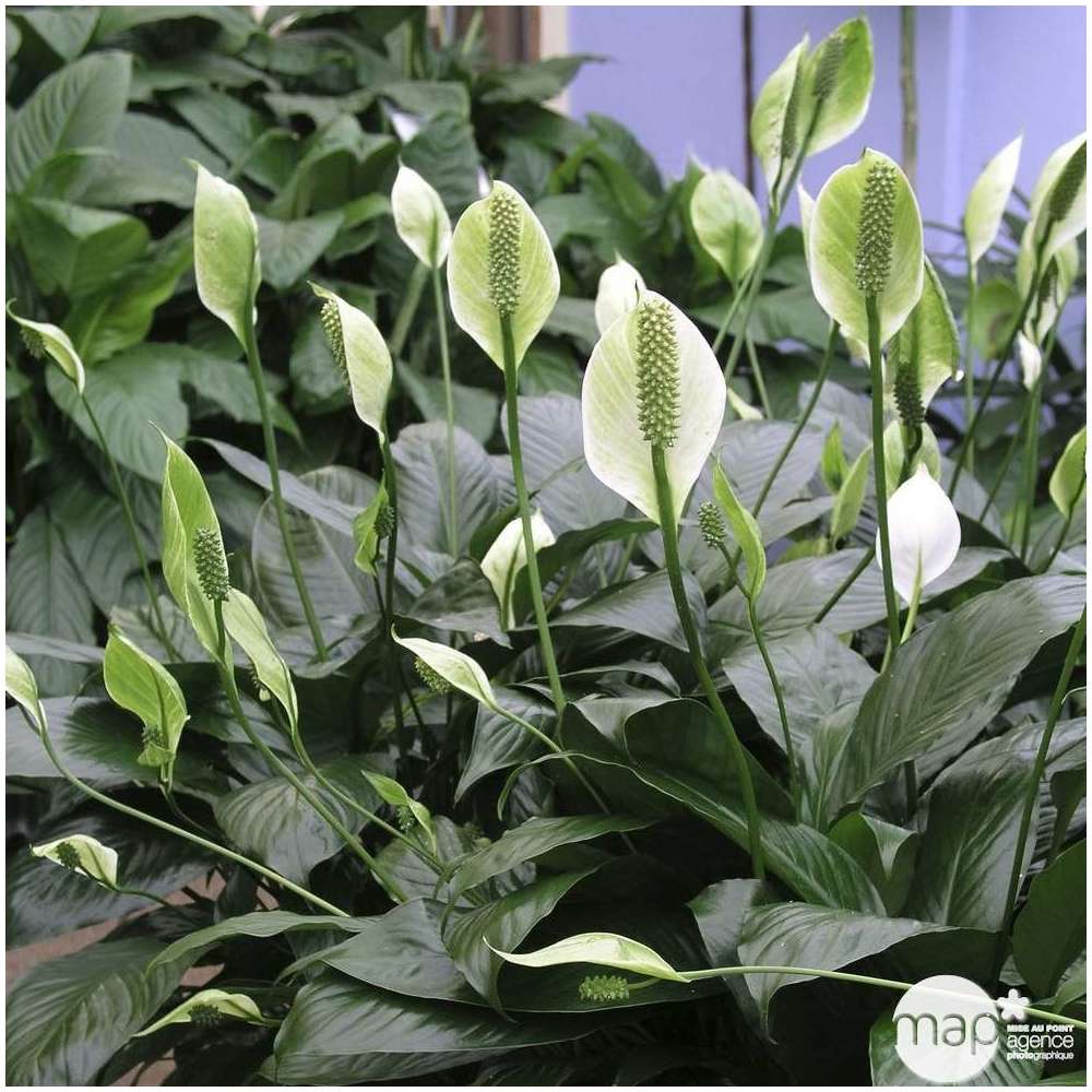 Spathiphyllum : plante Ø20cm grand modèle pot