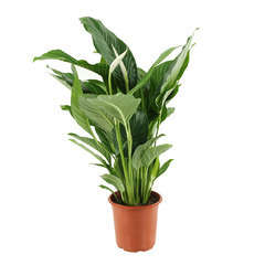 Spathiphyllum : plante Ø20cm grand modèle pot