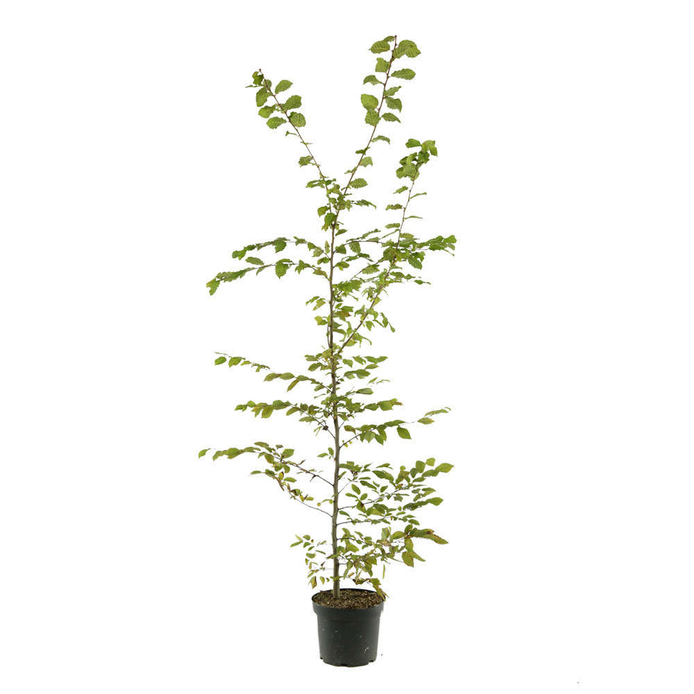Carpinus betulus : H 100/125 cm : ctr 5 litres