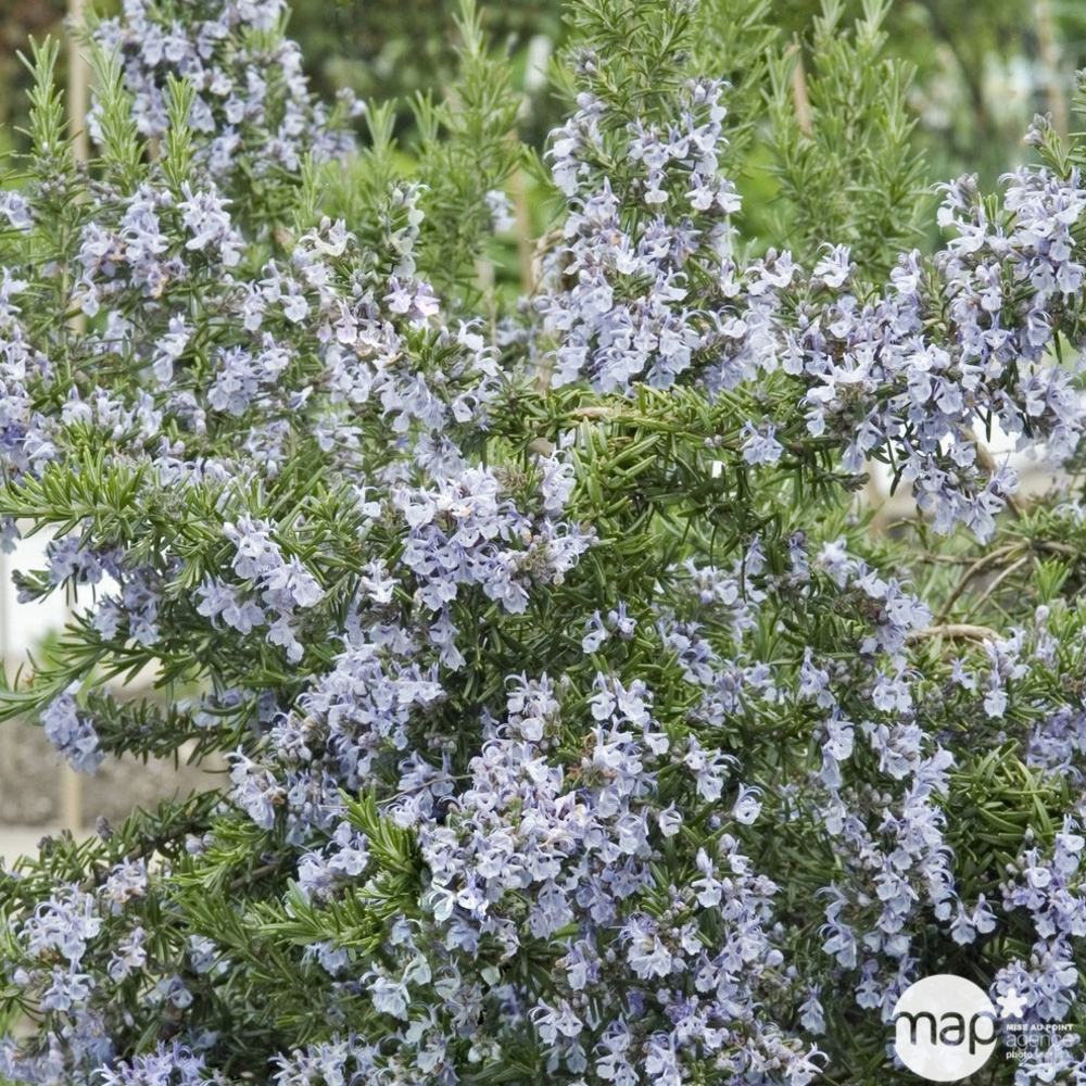 Rosmarinus officinalis : H 40/60 cm ctr 7 litres