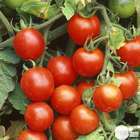 Plant de tomate cerise 'Red Robin' : pot de 1 litre