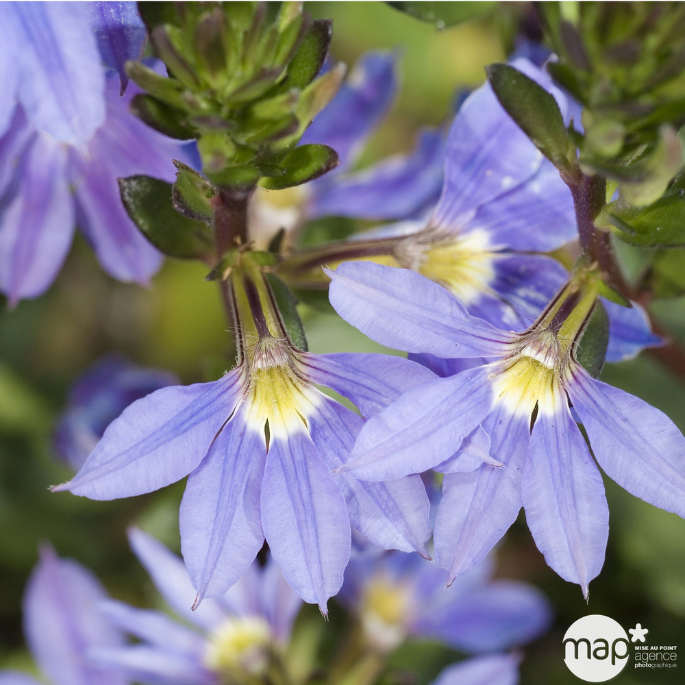 Scaevola : suspension Ø 25cm ou Ctr 6 litres