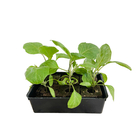Plants d'aubergines 'Classic' F1 : barquette de 6 plants