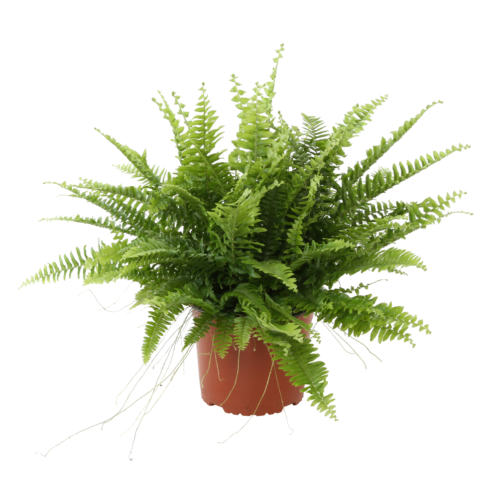 NÃ©phrolepis: moyen modÃšle pot plante d.17cm