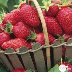 Plants de fraisiers 'Gariguette' : barquette de 6 plants