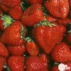 Plants de fraisiers 'Nova Gento' : barquette de 6 plants