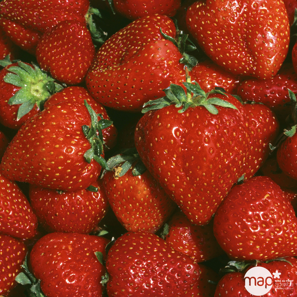 Plants de fraisiers 'Nova Gento' : barquette de 6 plants